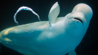 Russia Will Finally Free 100 Whales Being Held in 'Whale Prison' For Sale to Chinese Aquariums